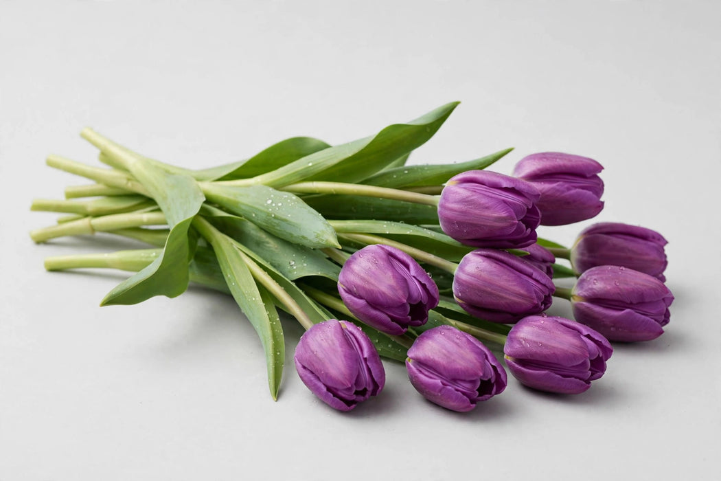 Tulip Collective - Dyed Lady Liz 37cm 35gr (50 STEMS / BX)