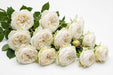 Next Day Delivery - ROSE TIBET! 50cm 4,5cm 25st - White - 100 Stems [LIMITED]