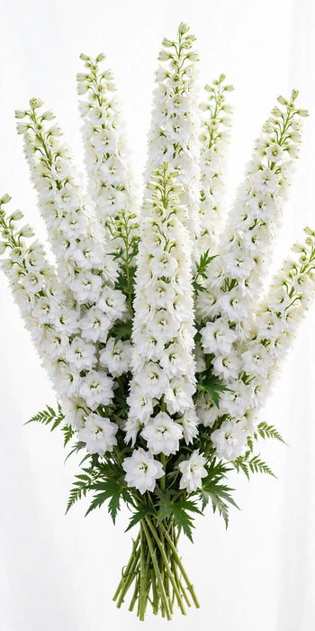 Next Day Delivery - DELPH ELATUM DEWI IMPRESSIVE WHITE 100cm 5st - White - 60 Stems [Limited]