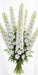 Next Day Delivery - DELPH ELATUM DEWI IMPRESSIVE WHITE 100cm 5st - White - 60 Stems [Limited]