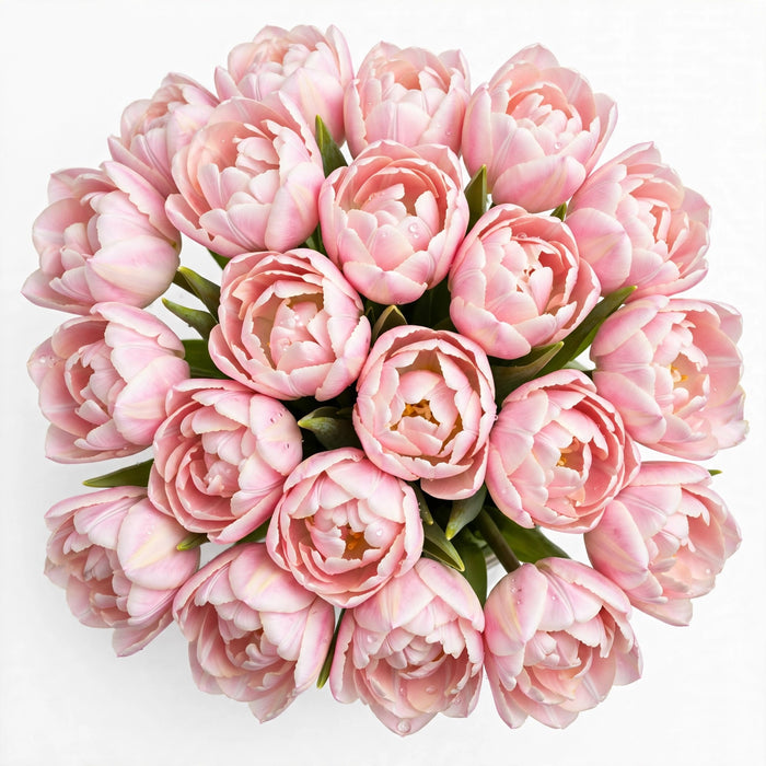 Tulip Collective - Milkshake 40Cm 35Gr - Pink - 150 Stems