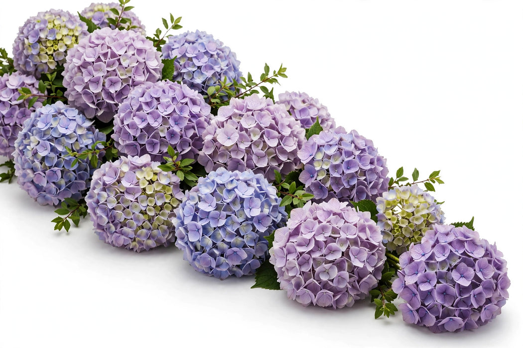 Next Day Delivery - HYDRANGEA LAVENDER PREMIUM 60cm 20cm - Lavender - 30 Stems [LIMITED]