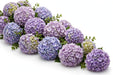 Next Day Delivery - HYDRANGEA LAVENDER PREMIUM 60cm 20cm - Lavender - 30 Stems [LIMITED]