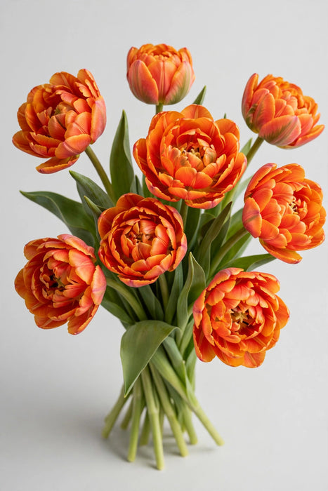 Tulip Collective - Double Icoon 37cm 35gr (50 STEMS / BX)