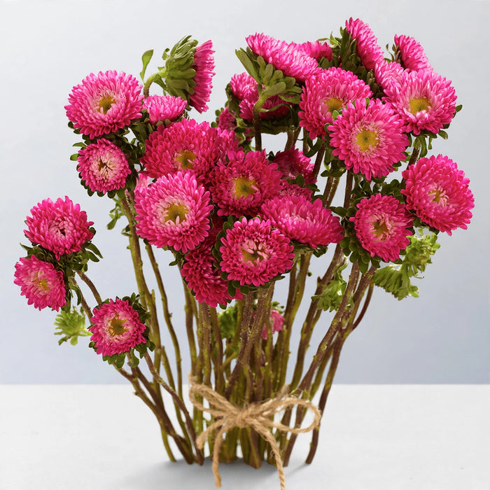 Matsumoto Aster Hot Pink - 12 Bunches/Box