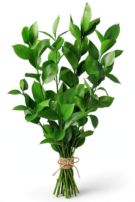 Ruscus FL. Style 70CM 40BU/BX