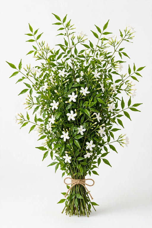 Jasmine Vine - 12 Bunches/Box