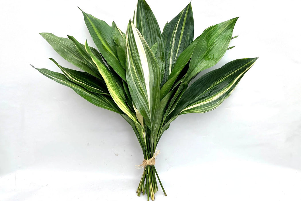 Aspidistra Variegated - 15 Bunches/Box