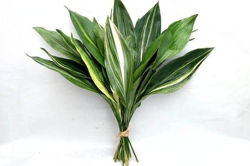 Aspidistra Variegated - 15 Bunches/Box
