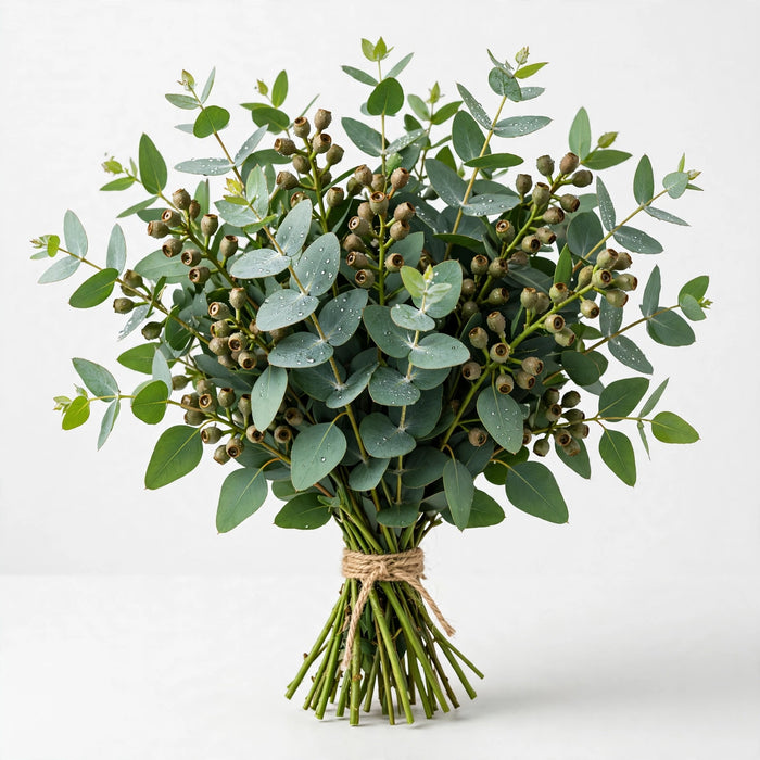 Seeded Eucalyptus - 20 Bunches/Box