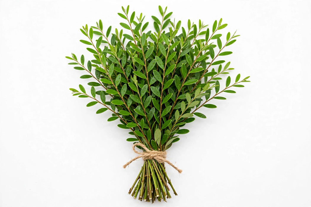 Leatherleaf Jr - 40 Bunches/Box