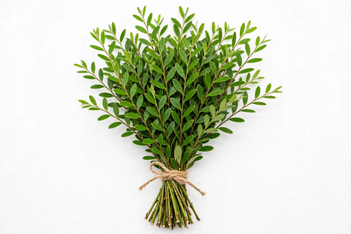 Leatherleaf Jr - 40 Bunches/Box