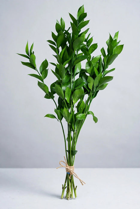 Ruscus Fl. Style 80cm - 35 Bunches/Box