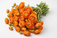 The Ranunculus Collection - Ranunculus Orange 40-50CM (100 STEMS / BX)