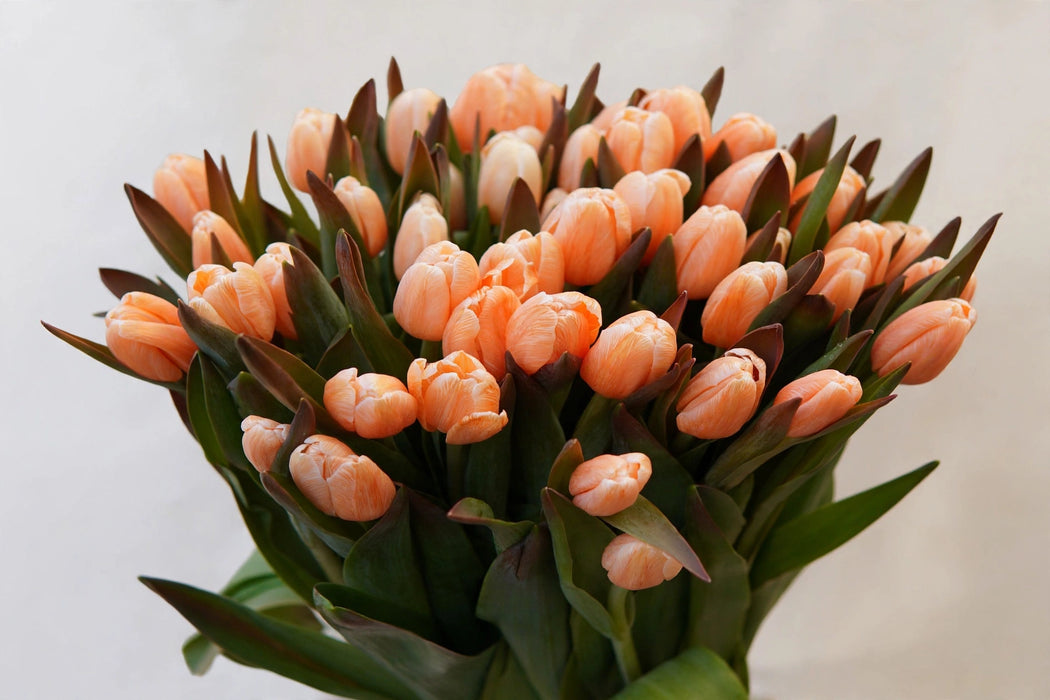 Tulip Collective - Dyed Salmonies 37Cm 35Gr - Salmon - 150 Stems