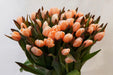 Tulip Collective - Dyed Salmonies 37Cm 35Gr - Salmon - 150 Stems