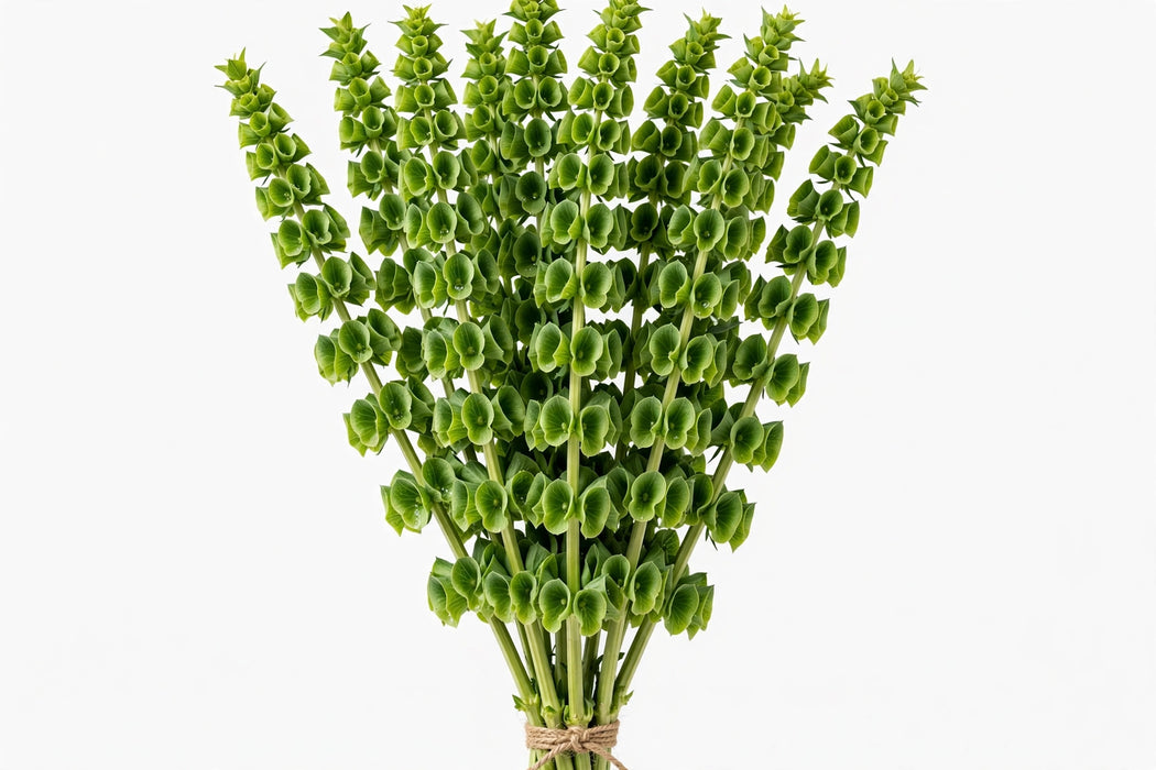Bells Of Ireland 80- 90cm 10BU./BX