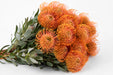 Next Day Delivery - PINCUSHION SUNRISE 40cm - Orange - 50 Stems [LIMITED]