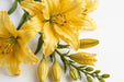 Next Day Delivery - LILY OR CONCA D'OR (NEUMANN) 2+ 70cm 10st X50 - Yellow - 50 Stems [LIMITED]