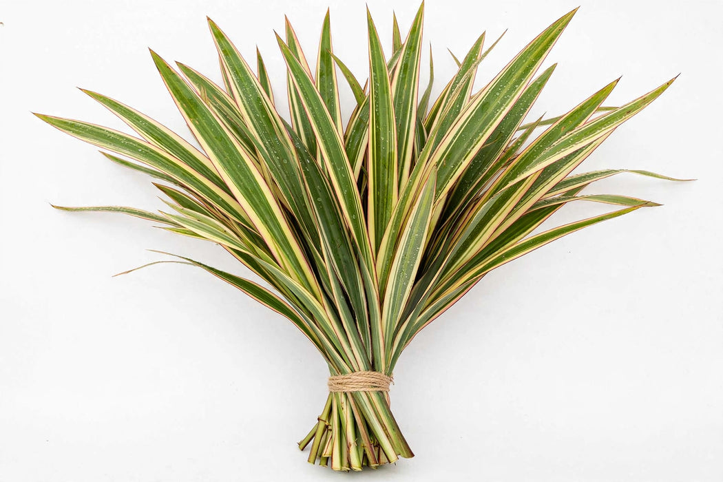 Flax Variegated - 30 Bunches/Box