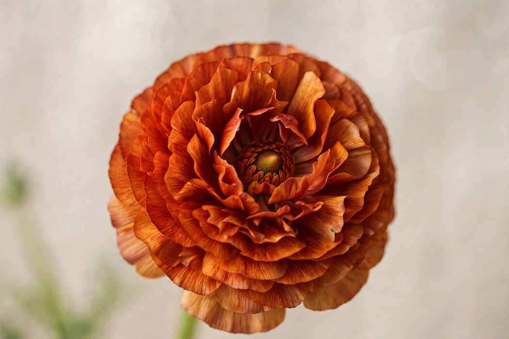 Ranunculus Flower Collection - Ranunculus Dark Orange 30-40CM (120 STEMS / BX)