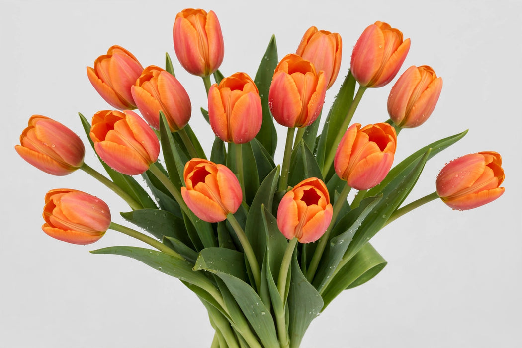 Tulip Collective - Time Out 42Cm 44Gram - Orange - 150 Stems