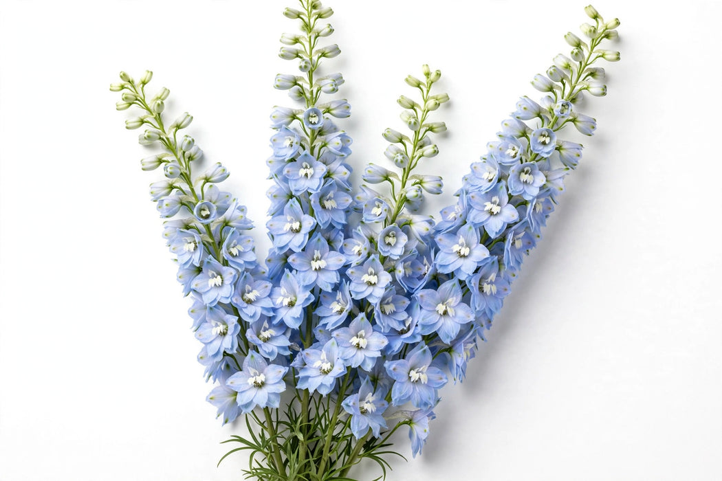 Next Day Delivery - DELPHINIUM BELLADONNA LIGHT BLUE 90cm 10st x120 - Light Blue - 120 Stems [LIMITED]