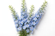Next Day Delivery - DELPHINIUM BELLADONNA LIGHT BLUE 90cm 10st x120 - Light Blue - 120 Stems [LIMITED]