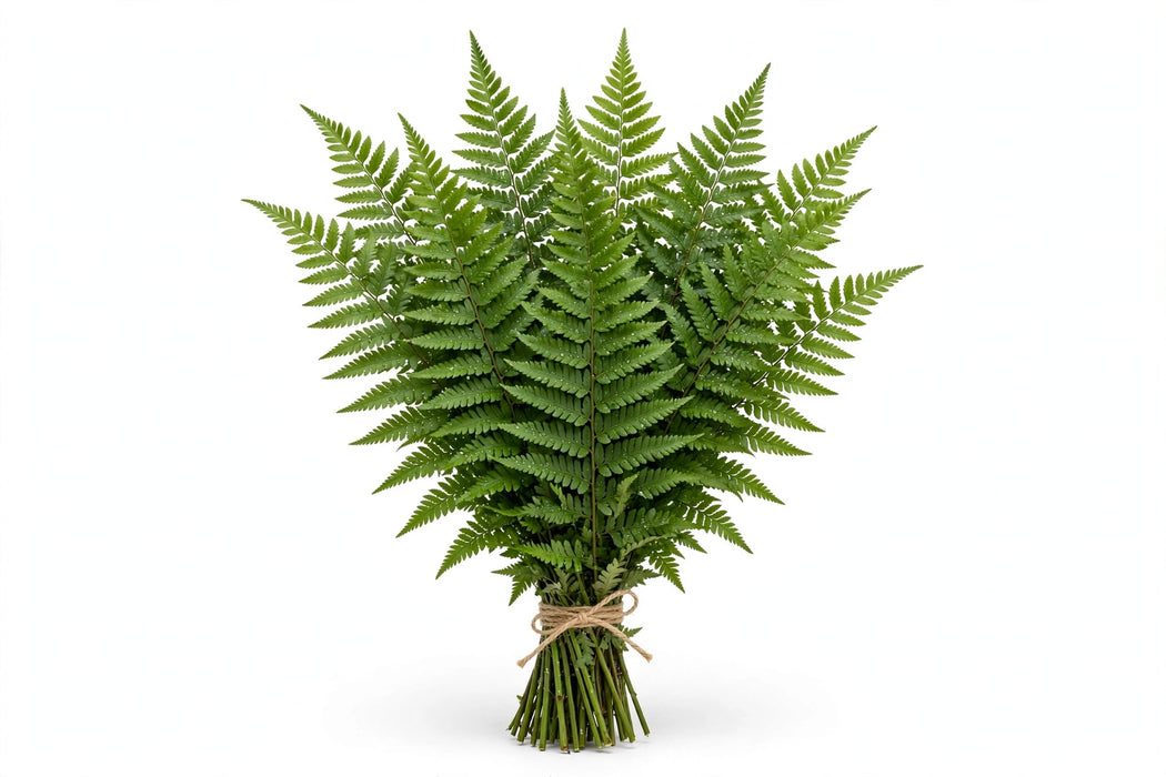 Sword Fern - 20 Bunches/Box