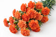 Next Day Delivery - CARNATION ORANGE HERMES FANCY 65cm 25st - Orange - 200 Stems [LIMITED]