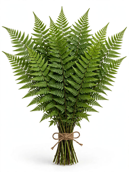 Helecho 50-60cm - 20 Bunches/Box