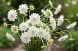 Next Day Delivery - SCABIOSA FOCAL WHITE 60cm 10st X120 - White - 120 Stems [Limited]