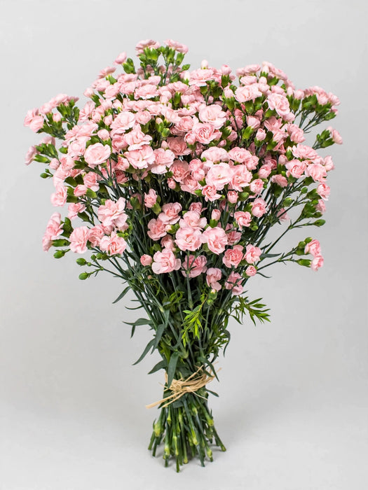 Mini Carnation Pink Athena - 15 Bunches