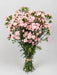 Mini Carnation Pink Athena - 15 Bunches