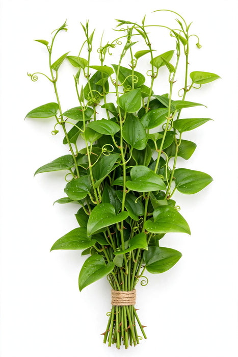Wild Smilax 20 LBS