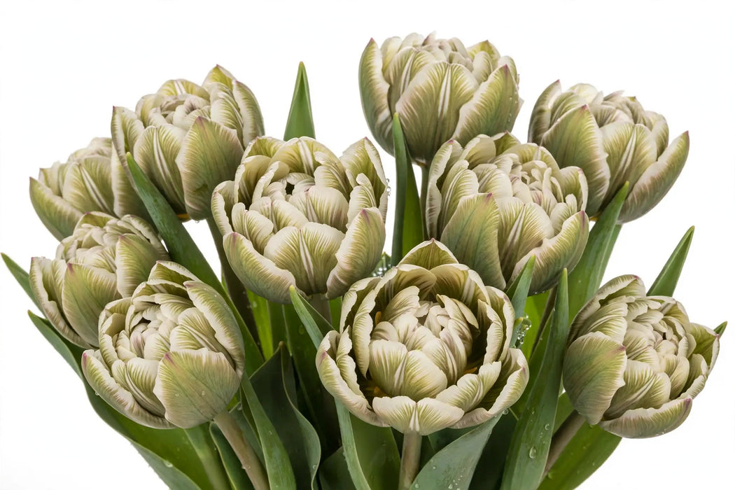 Tulip Collective - Dyed Double Dusty Olive 37Cm 35Gr - Bicolor Green-White - 150 Stems