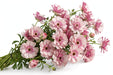 Next Day Delivery - Butterfly Ranunculus Pink Hera 60-70 cm - 120 Stems [LIMITED]