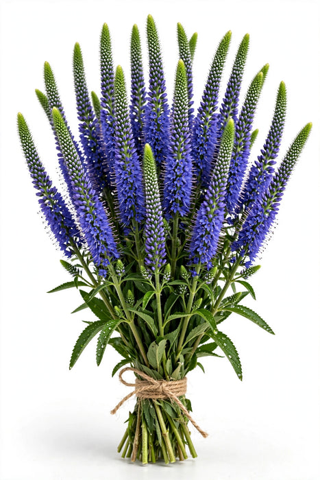 Veronica Blue 60CM 12BU/BX