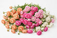 The Ranunculus Collection - Ranunculus Assorted 10 Peach + 20 Hot Pink + 40 Light Pink + 30 White 50-60CM (100 STEMS / BX)