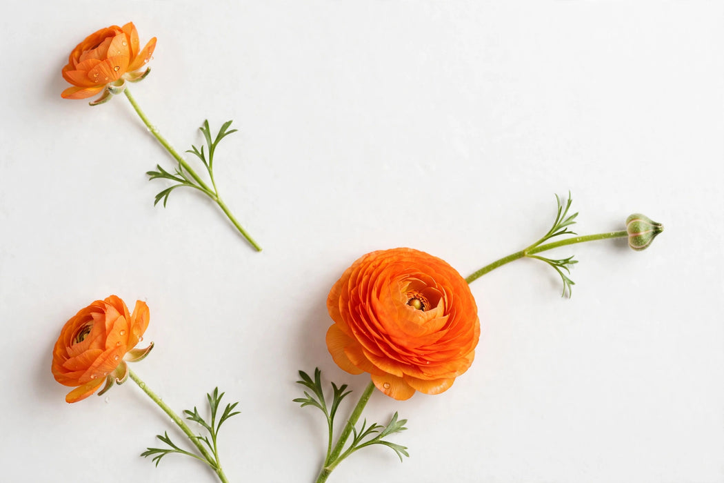 Ranunculus Flower Collection - Ranunculus Orange 40-50CM (120 STEMS / BX)