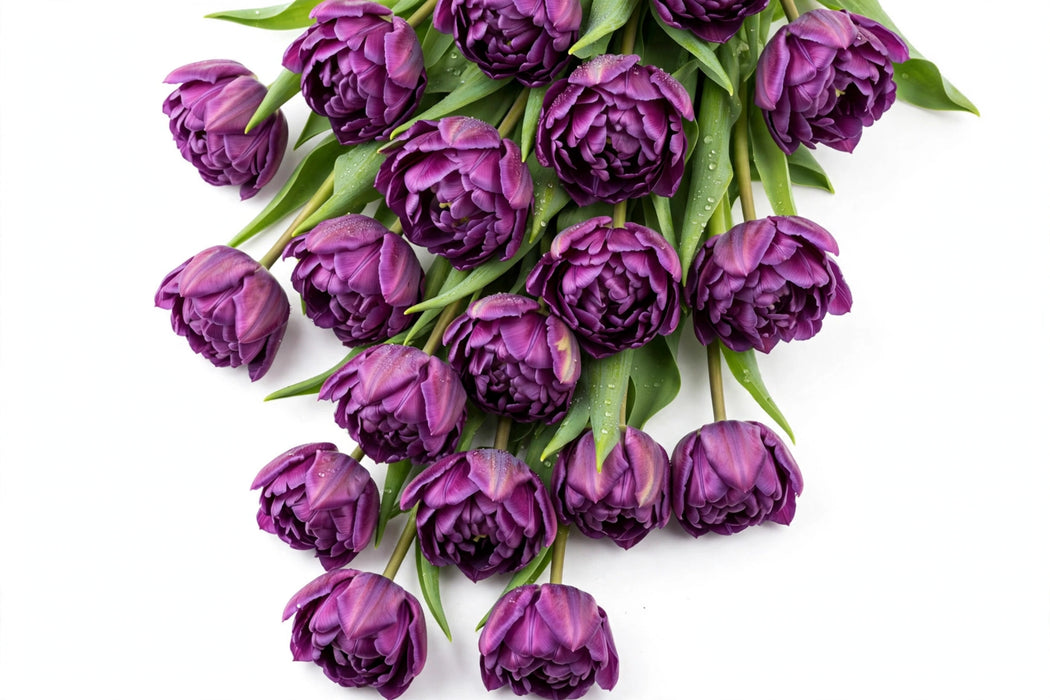 Tulip Collective - Double Saigon 40Cm 40Gr - Purple - 150 Stems