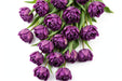 Tulip Collective - Double Saigon 40Cm 40Gr - Purple - 150 Stems