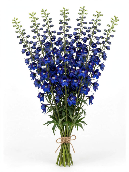 Delphinium Dark Blue - 20 Bunches/Hamper