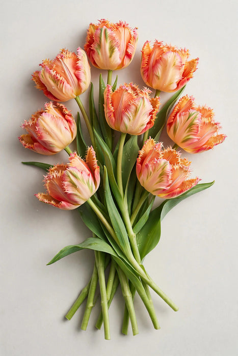 Tulip Collective - Parrot Apricot Parrot 45cm 40gr (50 STEMS / BX)