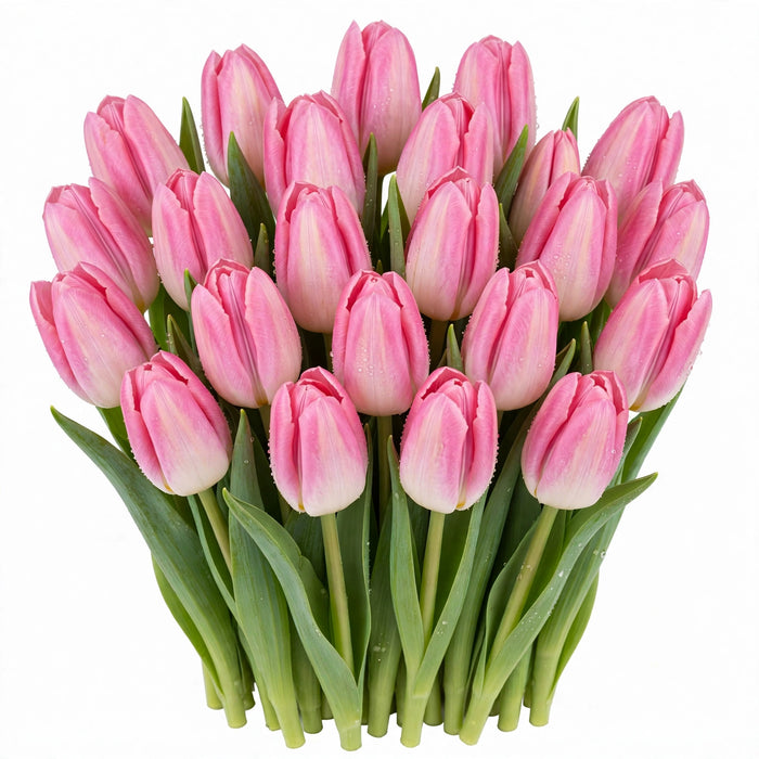 Tulip Collective - Dynasty 36Cm 30Gram - Pink - 150 Stems