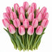 Tulip Collective - Dynasty 36Cm 30Gram - Pink - 150 Stems