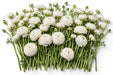 The Ranunculus Collection - Ranunculus White 30-40CM (100 STEMS / BX)