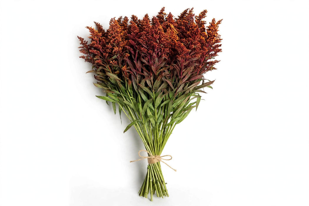 Solidago Tinted Burgundy - 20 Bunches/Box