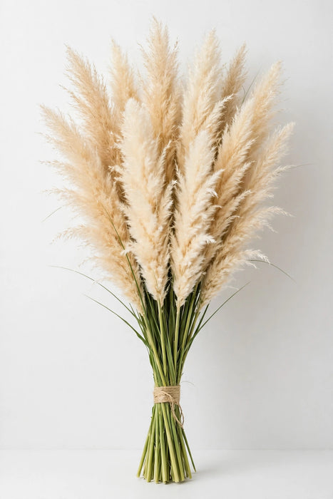 Pampas Grass Fresh 15BU/BX