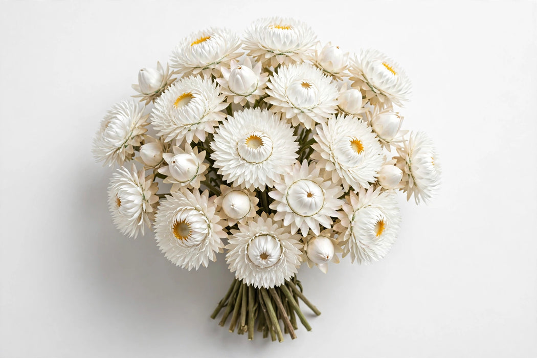 Next Day Delivery - STRAW FLOWER WHITE 70cm 10st - White - 120 Stems [LIMITED]